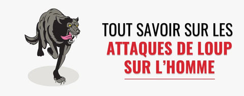 attaque de loup sur l'homme