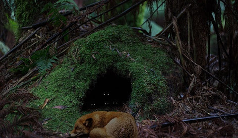 tanière de loup protégé par le male alpha avec la louve et les louveteaux à l'intérieure