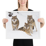 Tableau avec des loups cadre blanc 40 cm x 50 cm