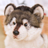 Husky en peluche