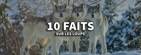 10 Faits sur les Loups