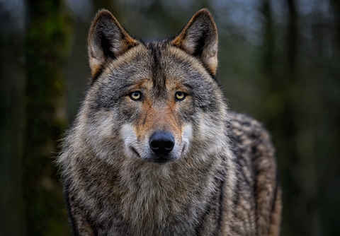 Loup gris européen adulte pesant environ 30 kg dans les Alpes françaises