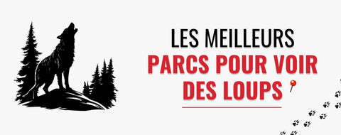 Meilleurs parcs pour voir des loups en liberté (en France)