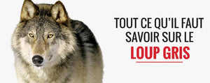 Le loup gris : ce qu’il faut savoir sur sa vie.