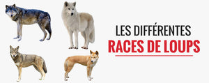 races de loups