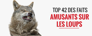 top 72 des faits amusants sur les loups 