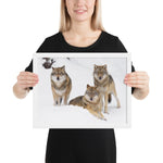 Tableau avec des loups cadre blanc 30 cm x 40 cm