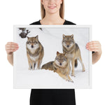 Tableau avec des loups cadre blanc 40 cm x 50 cm