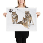 Tableau avec des loups cadre blanc 45 cm x 61 cm