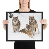 Tableau avec des loups cadre noir 40 cm x 50 cm
