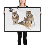 Tableau avec des loups cadre noir 61 cm x 91 cm