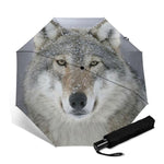 parapluie loup regard perçant